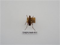 藏品(金毛花天牛)的圖片